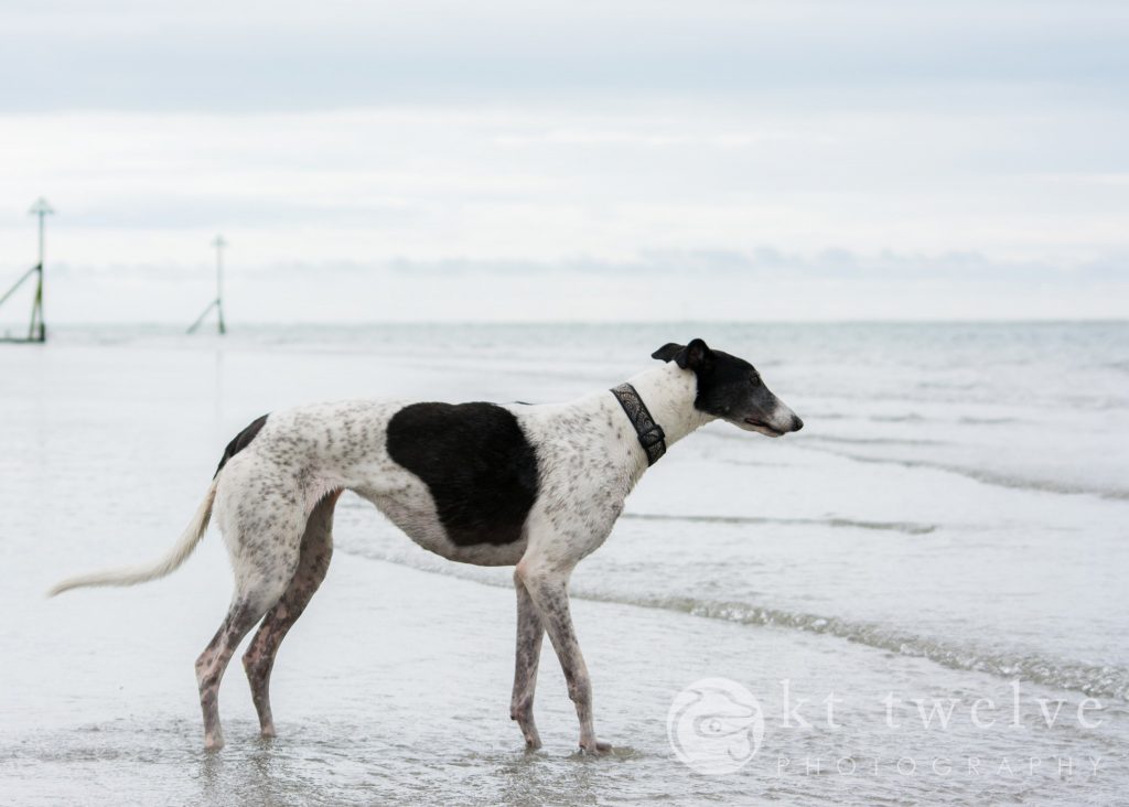 Mo takes a chilly paddle at West Wittering
